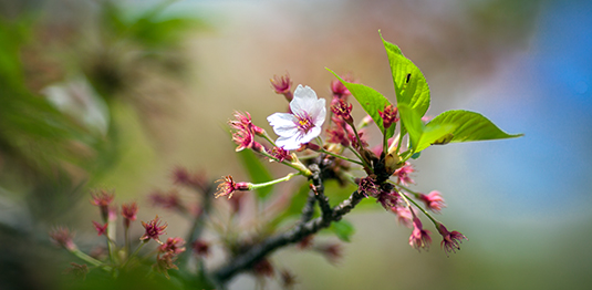 長浜城の桜 